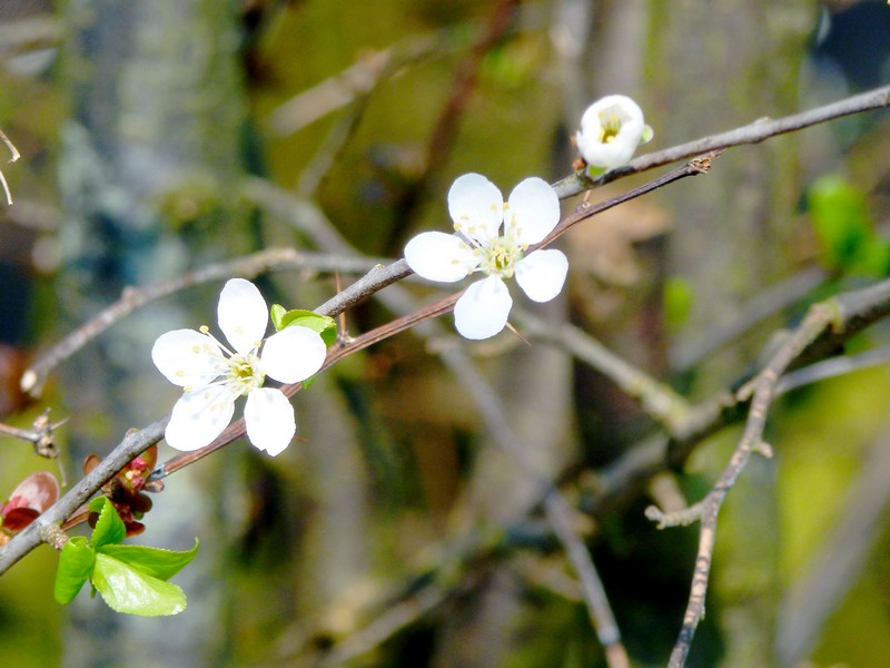 pruimenbloesem op schema