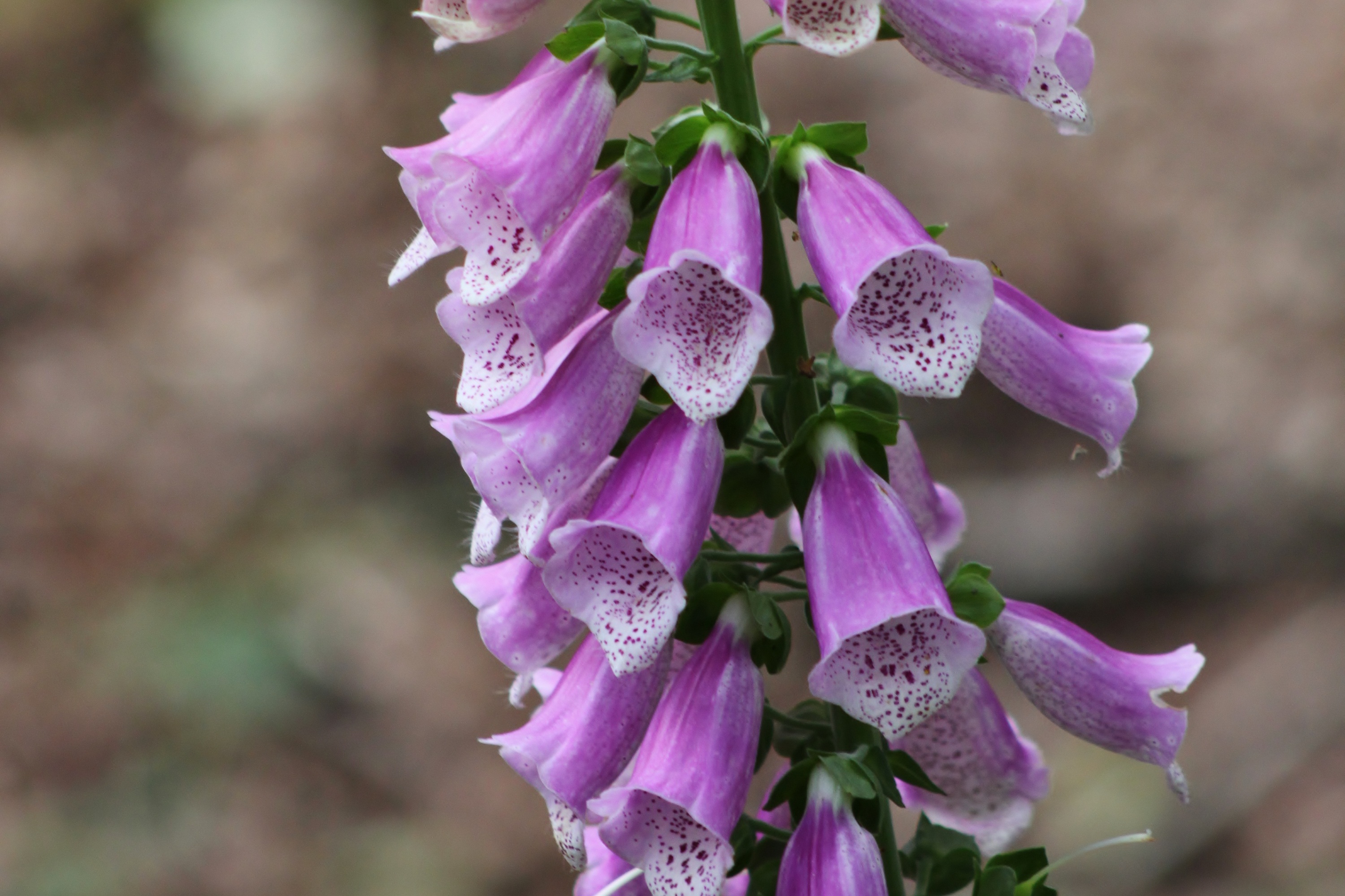 O, had ik maar een macrolens 5