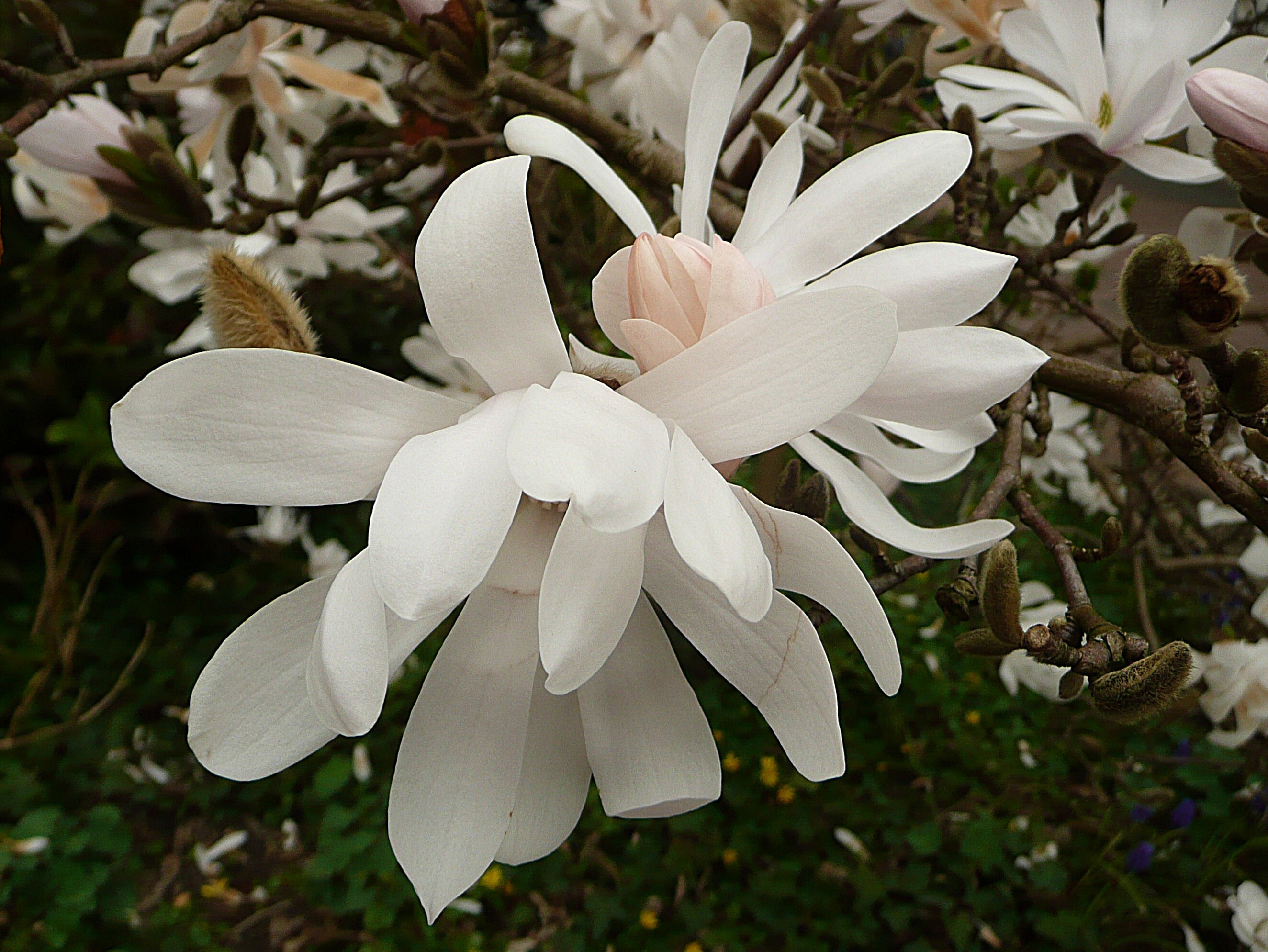 Stermagnolia