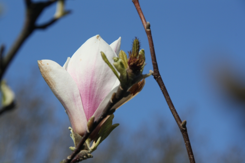 Magnolia