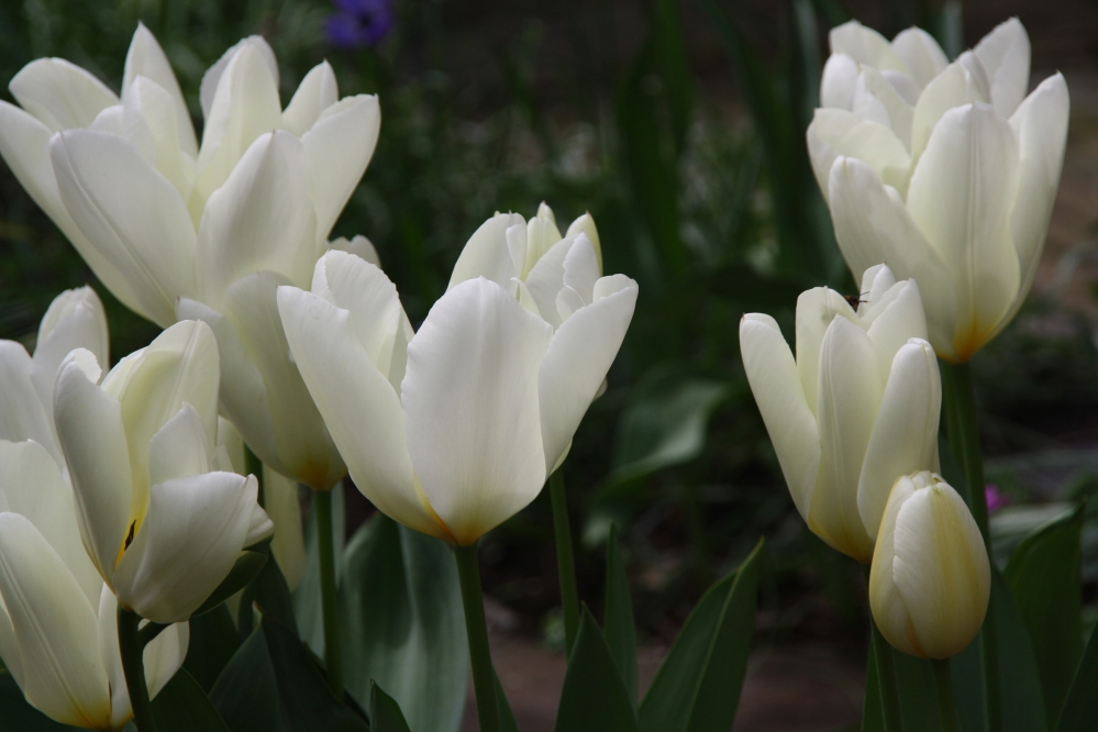 Witte tulpen
