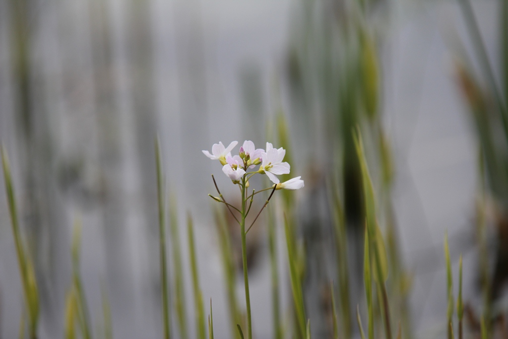 Pinksterbloem met riet en water als decor