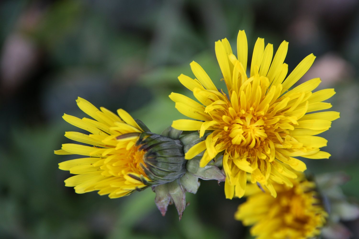 Paardenbloemen