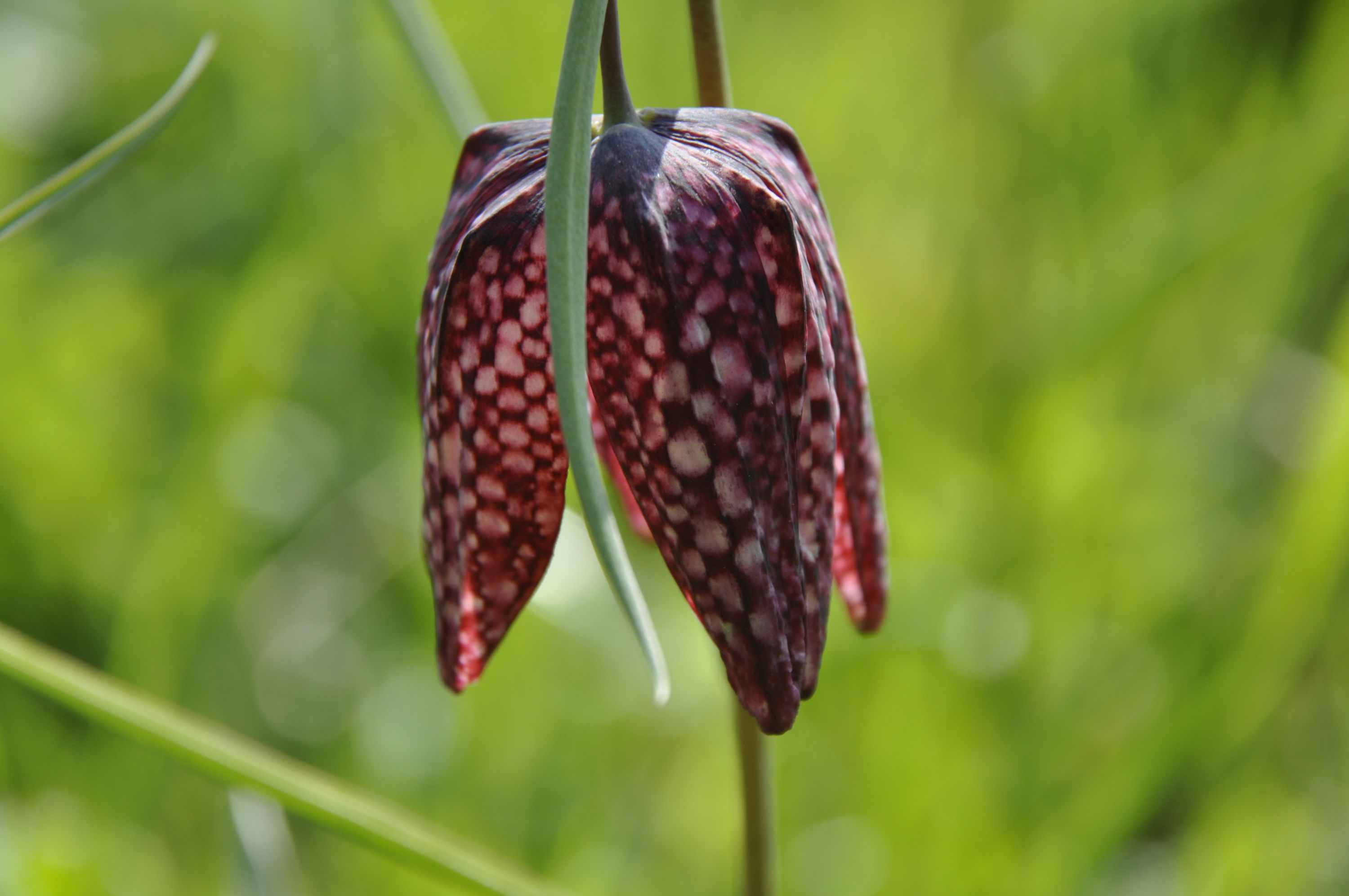 Kievitsbloem