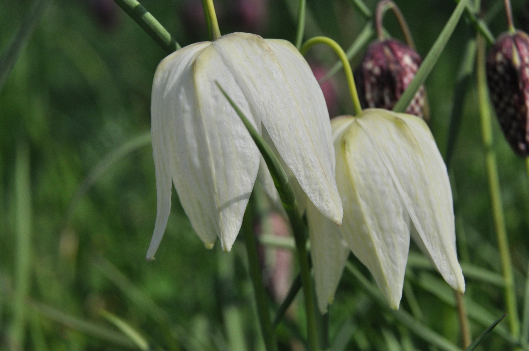 witte kievitsbloem 