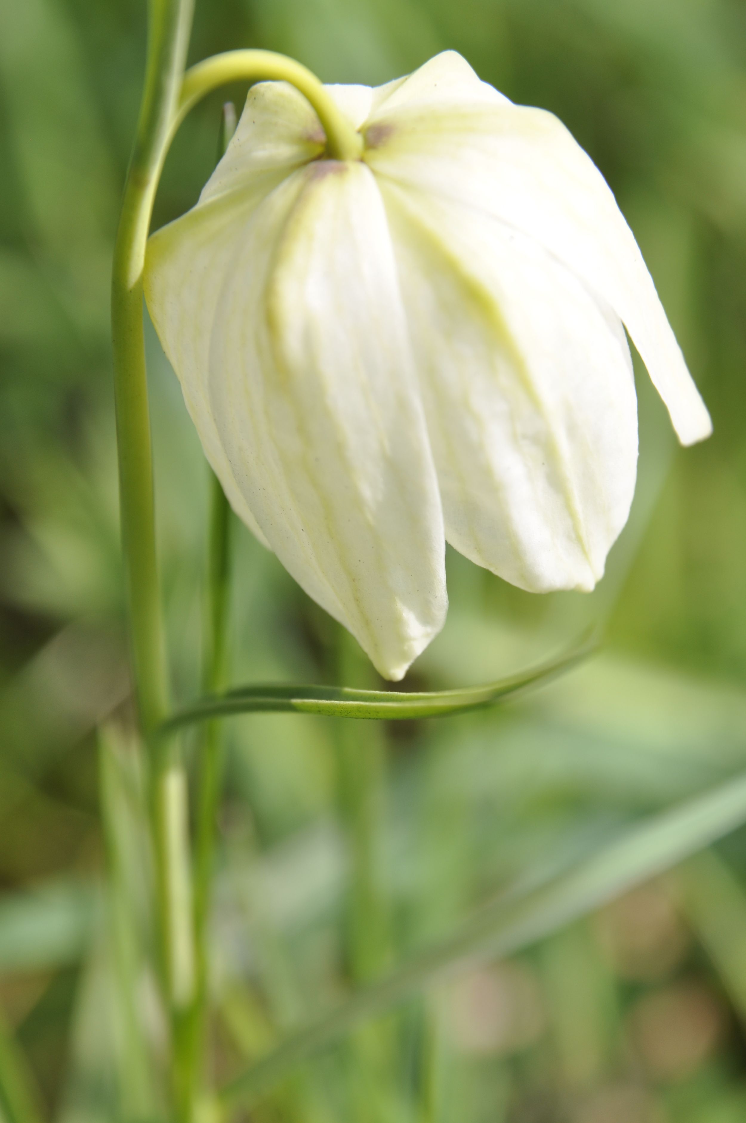 witte kievitsbloem