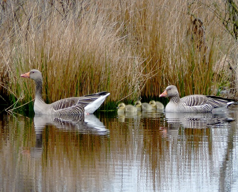 en toen waren er vijf!