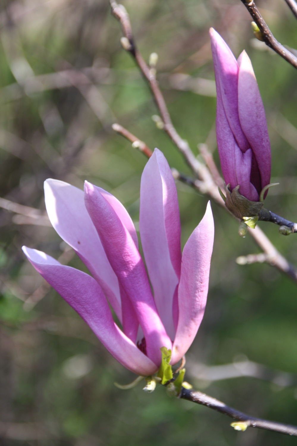 Magnolia