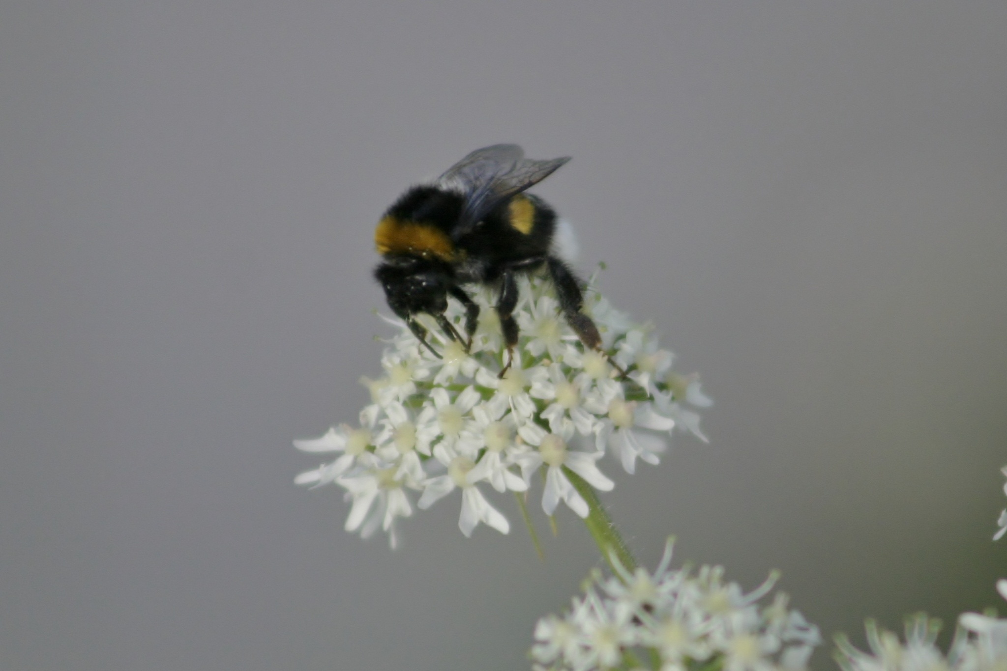 O, had ik maar een macrolens 2