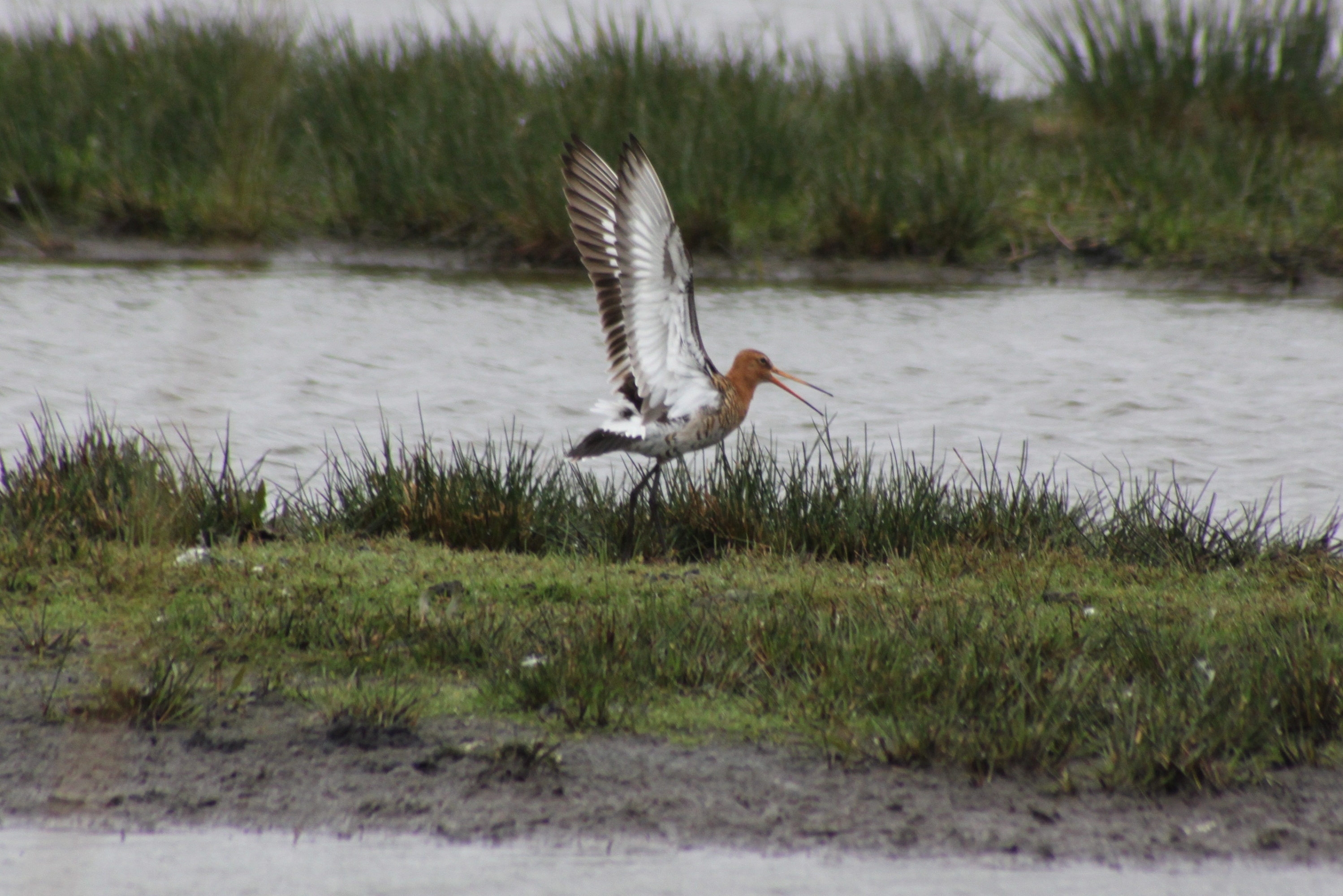 Even de vleugels strekken