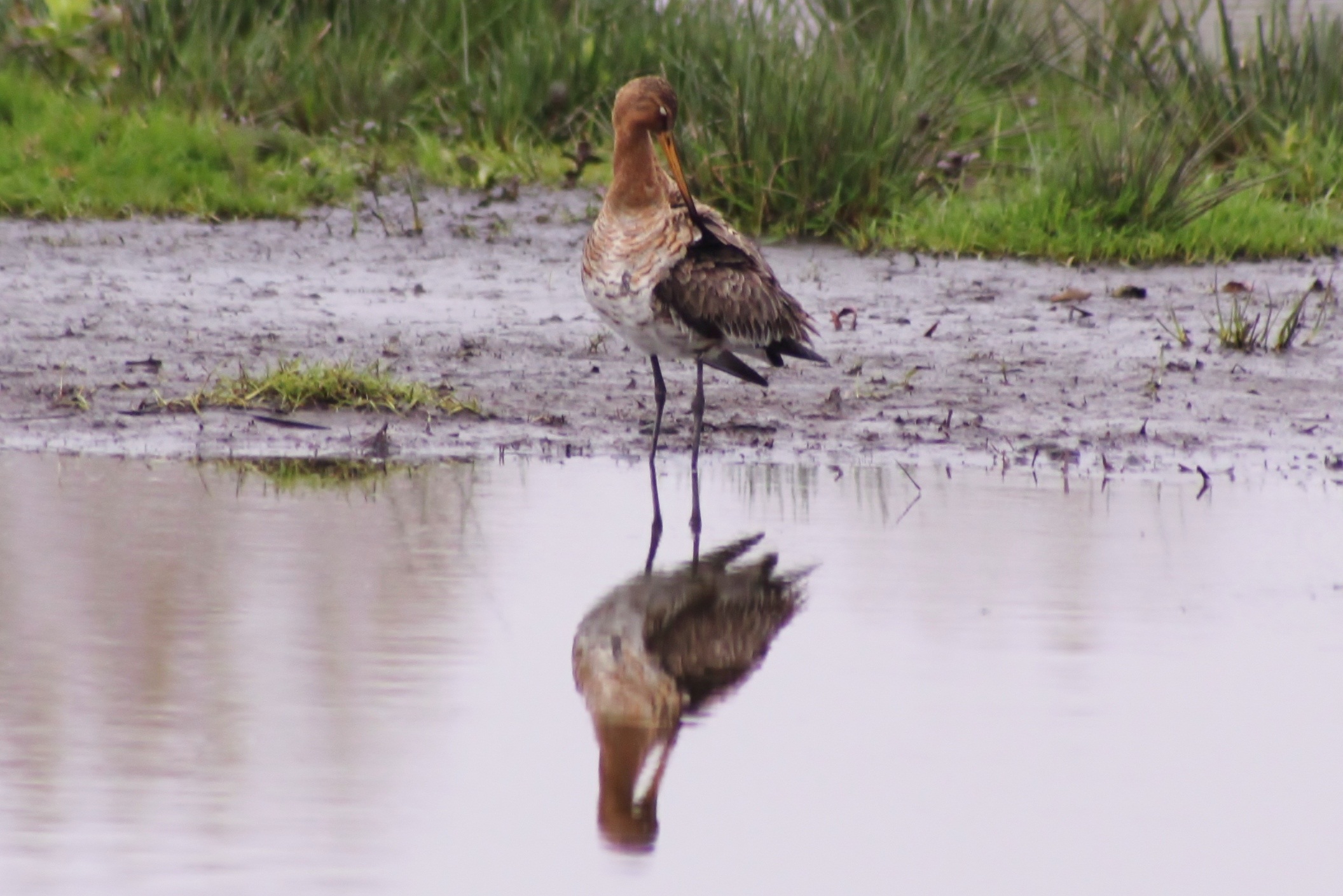 Poetsbeurt voor spiegel(2)