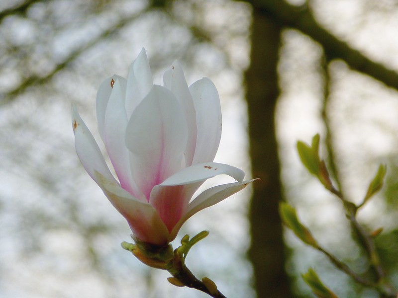 tegenlicht en magnoliaknop
