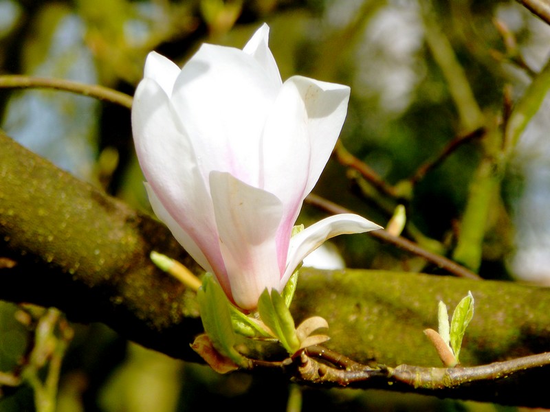 van dichtbij bekeken