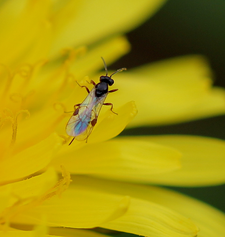 Sluipwespje op paardenbloem.
