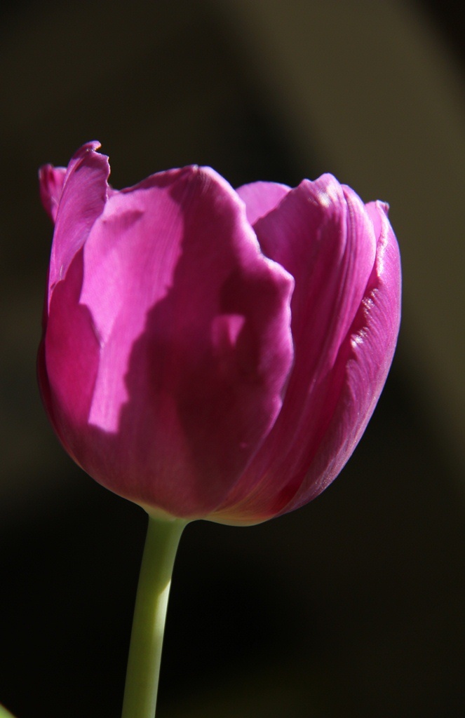 Tulp