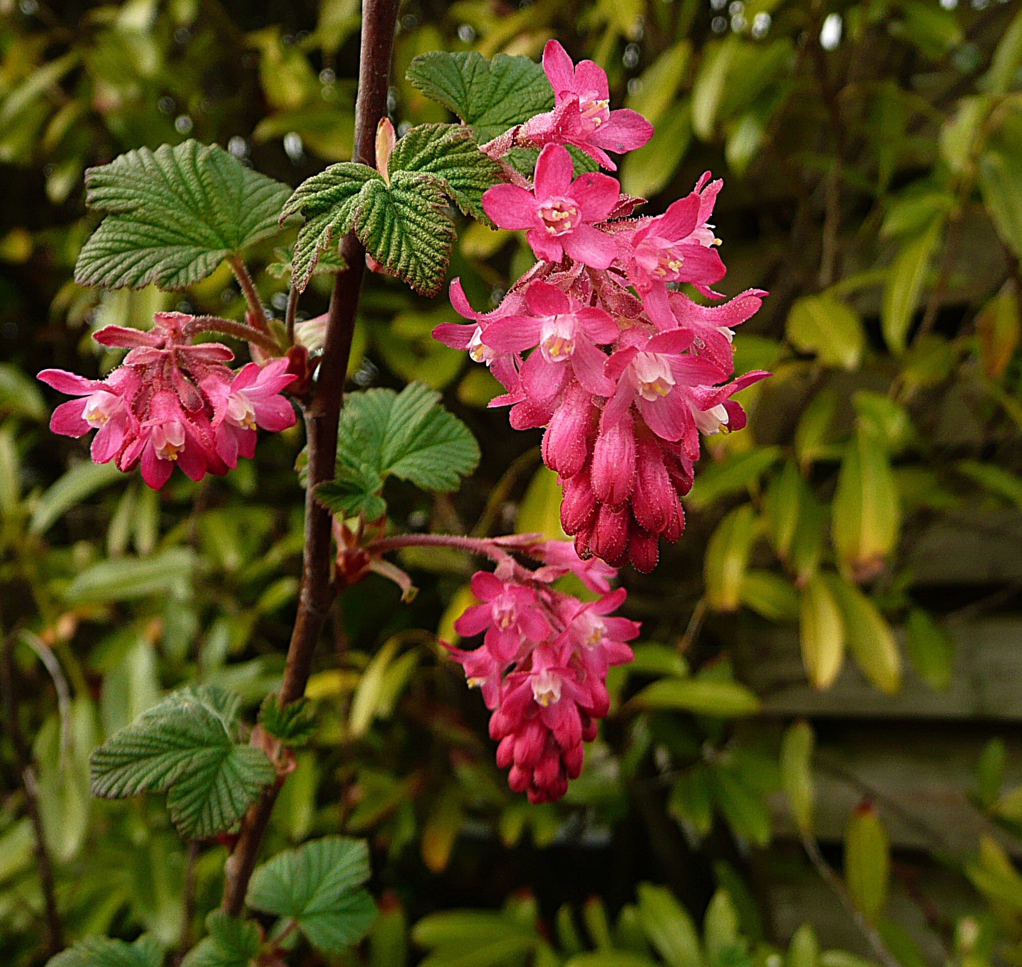 Ribes, siertrosbes