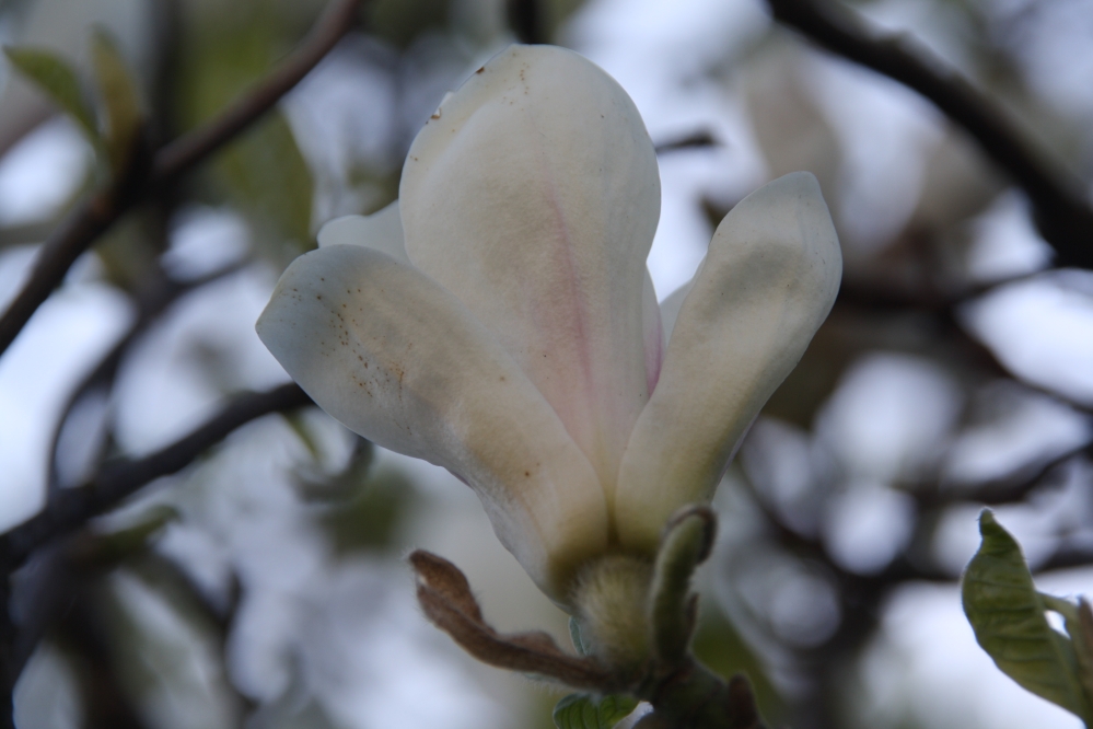 Magnolia