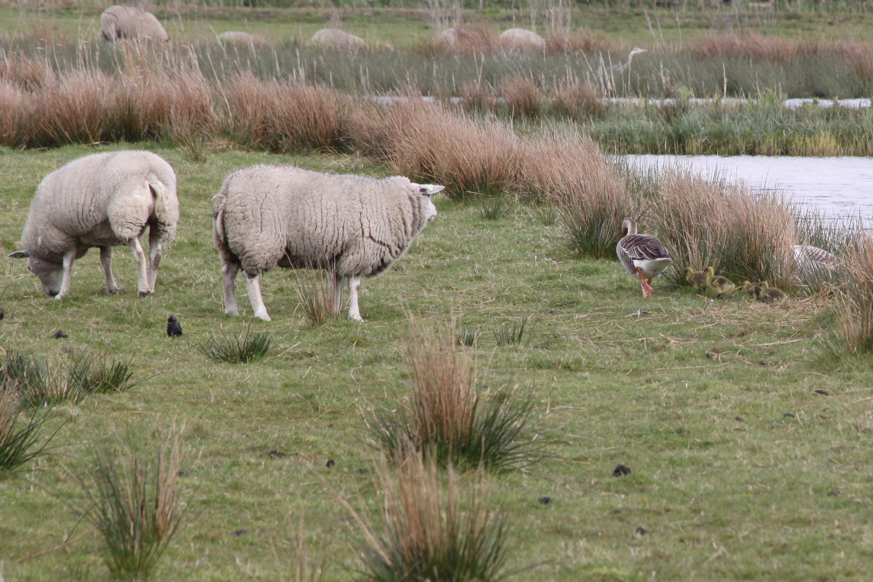 Ganzen trotseren schapen (serie)1