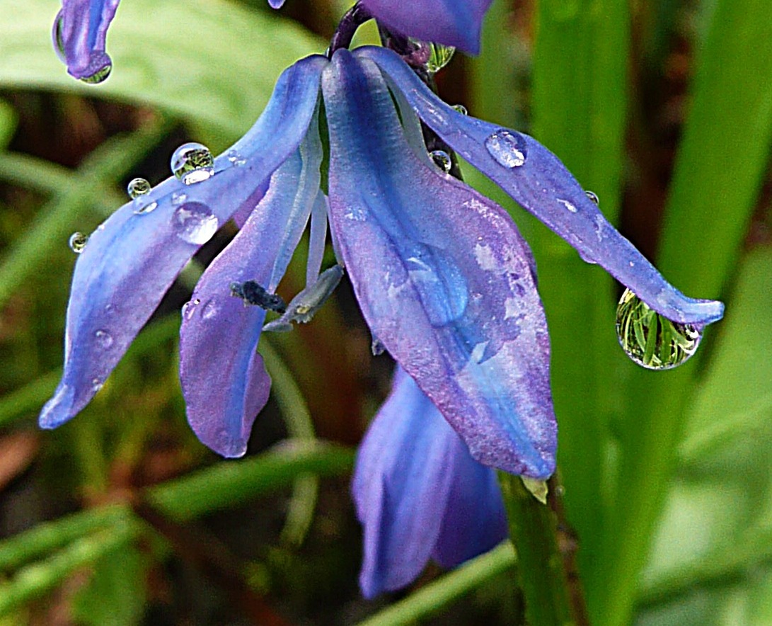 Oosterse sterhyacint