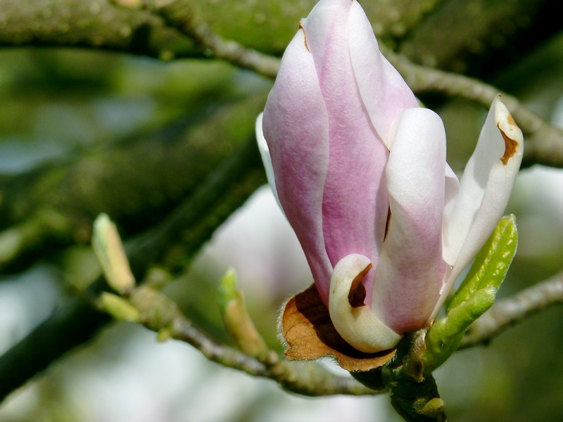 magnoliaknop