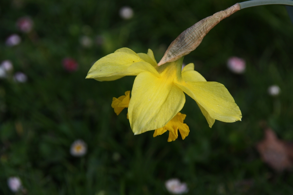 Narcis