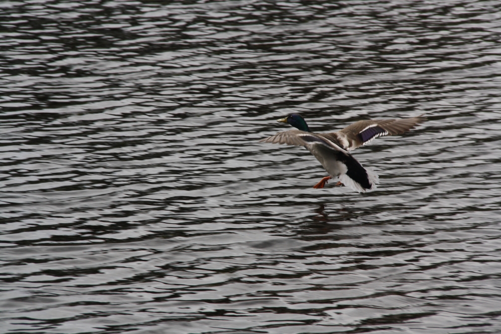 Duck on the run