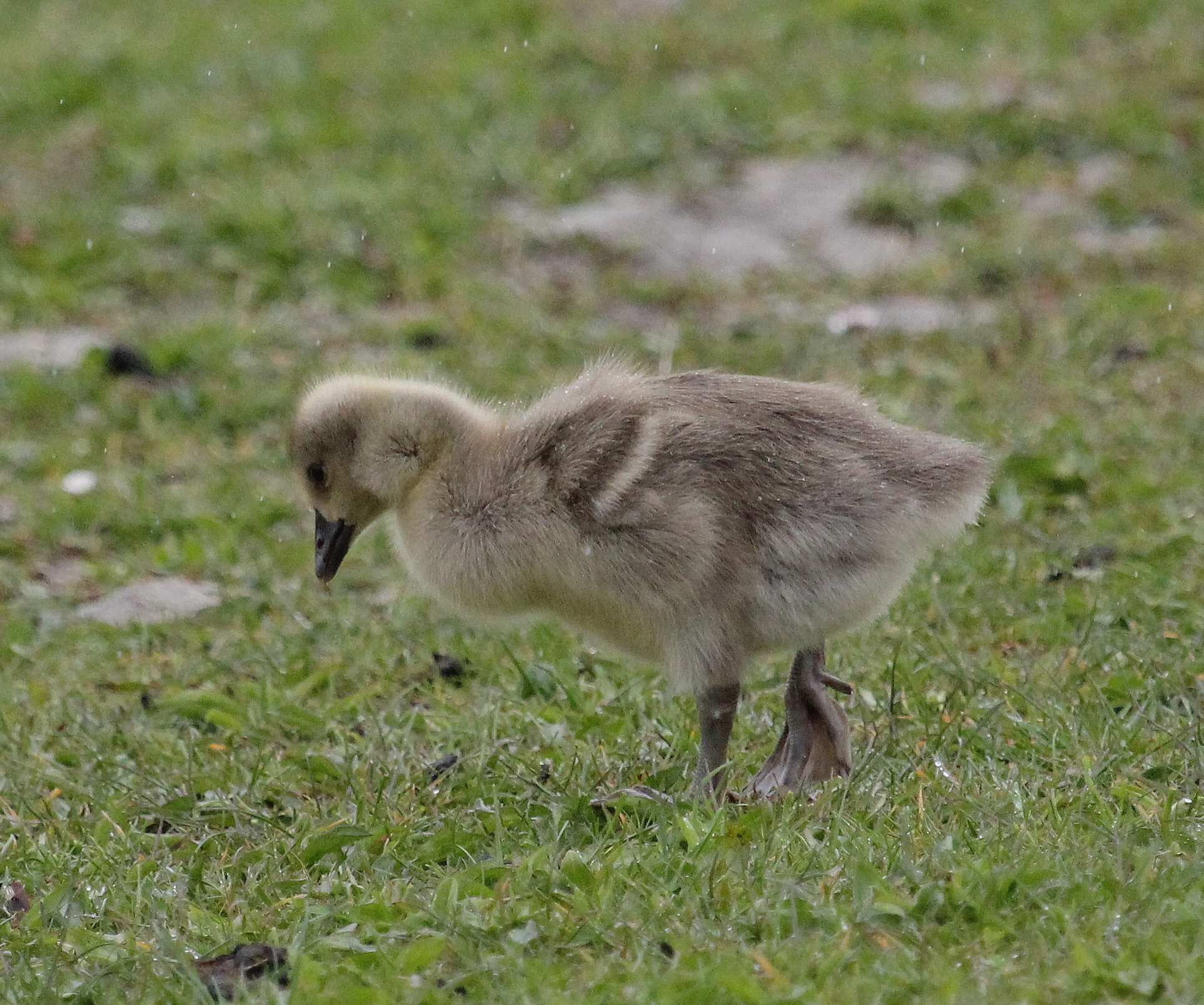 Jong grauw gansje in de regen.