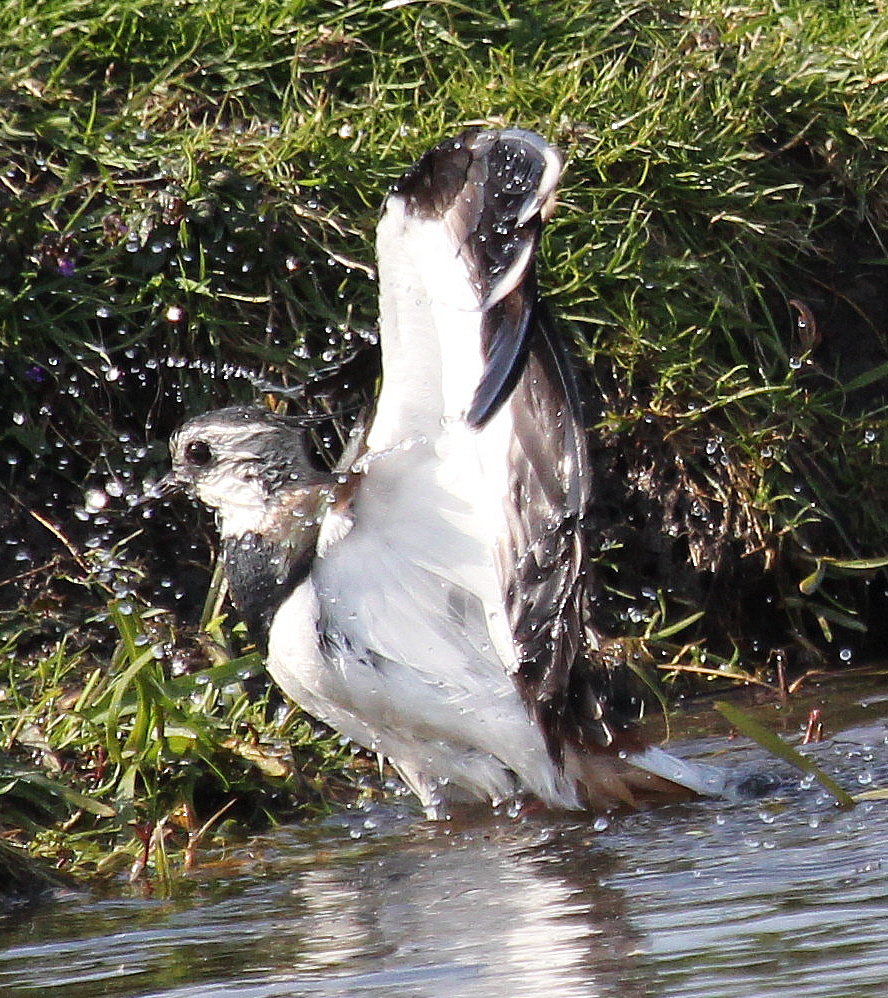 Kievit heeft net zijn badje genomen.