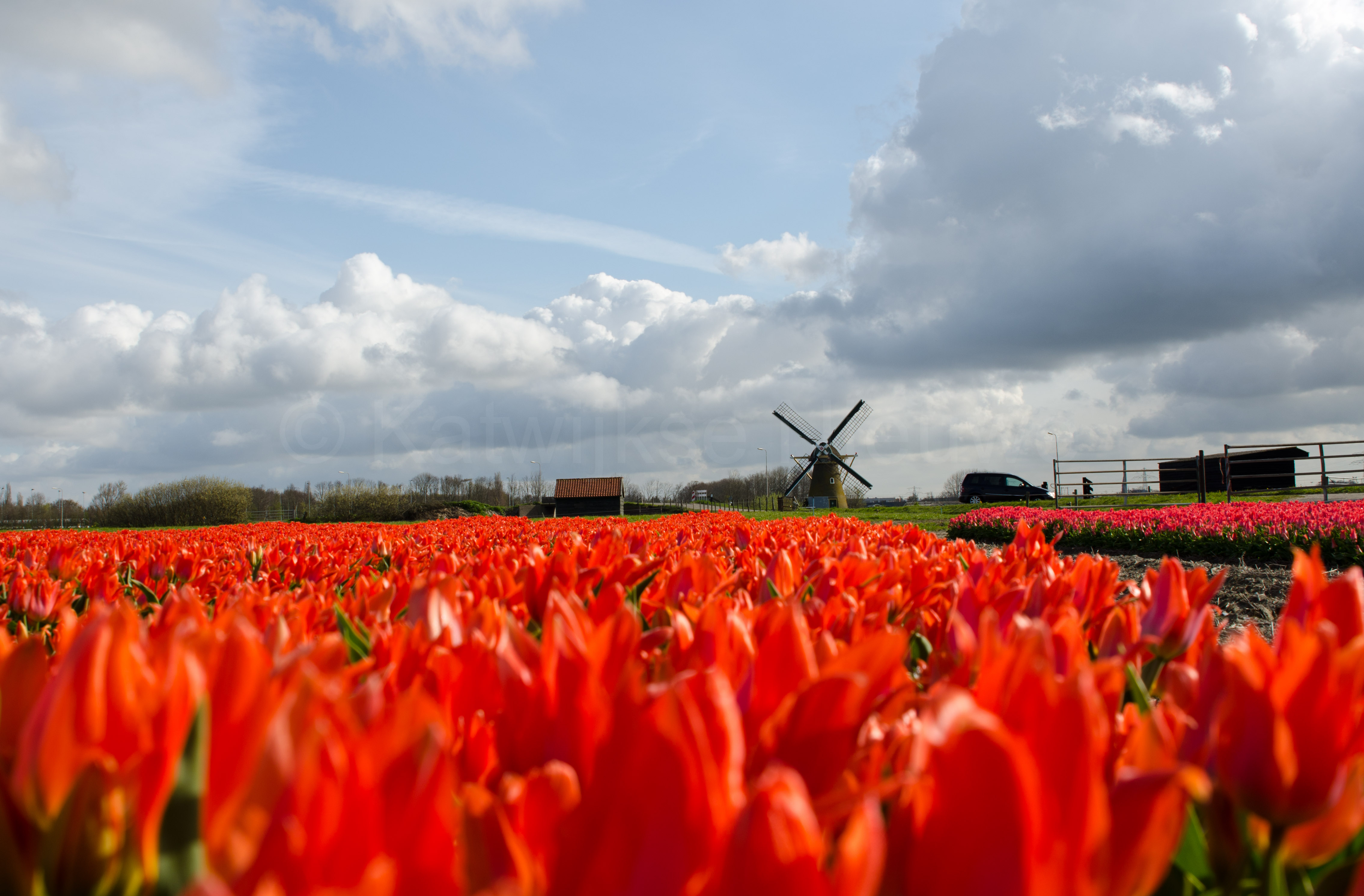 Dutch Flowers