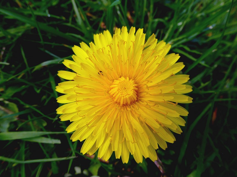 Paardebloem (Taraxacum officinale)