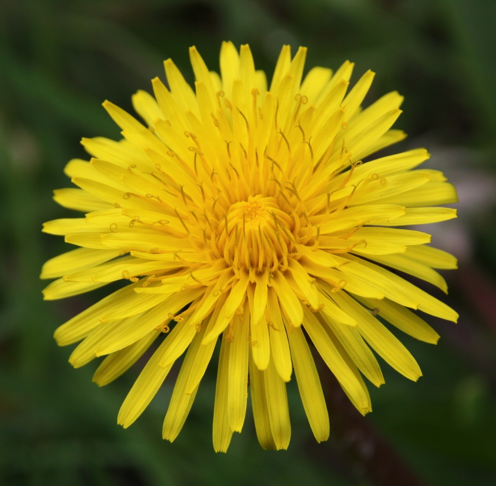 SchraallandPaardenbloem