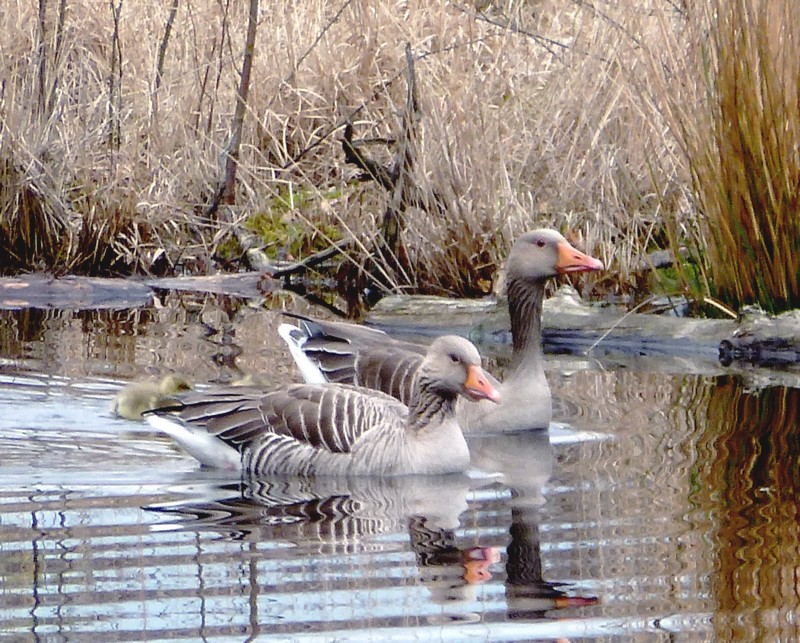 hoe belangrijke schutkleuren zijn!