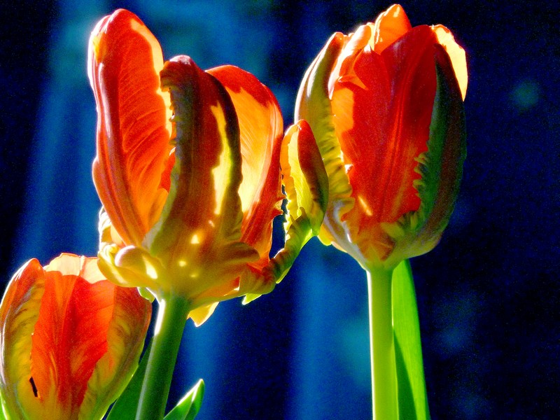 drietal in tegenlicht