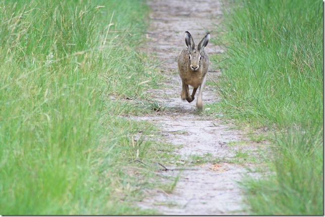Haas komt me tegemoet