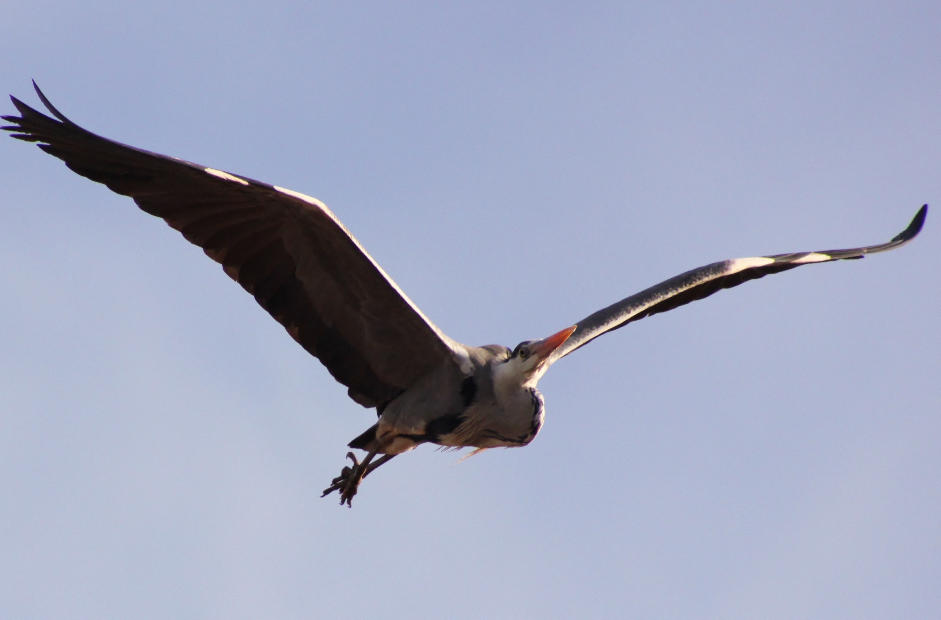 Reiger boven mijn straatje