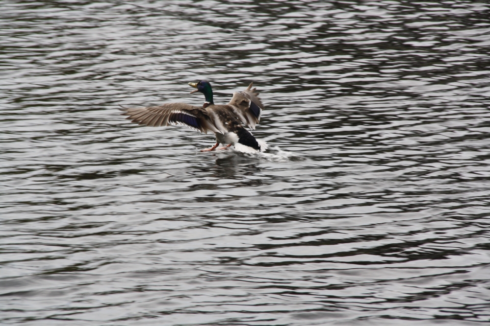 Duck on the run