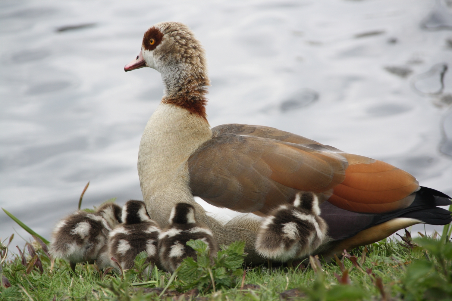 Moe met kleintjes