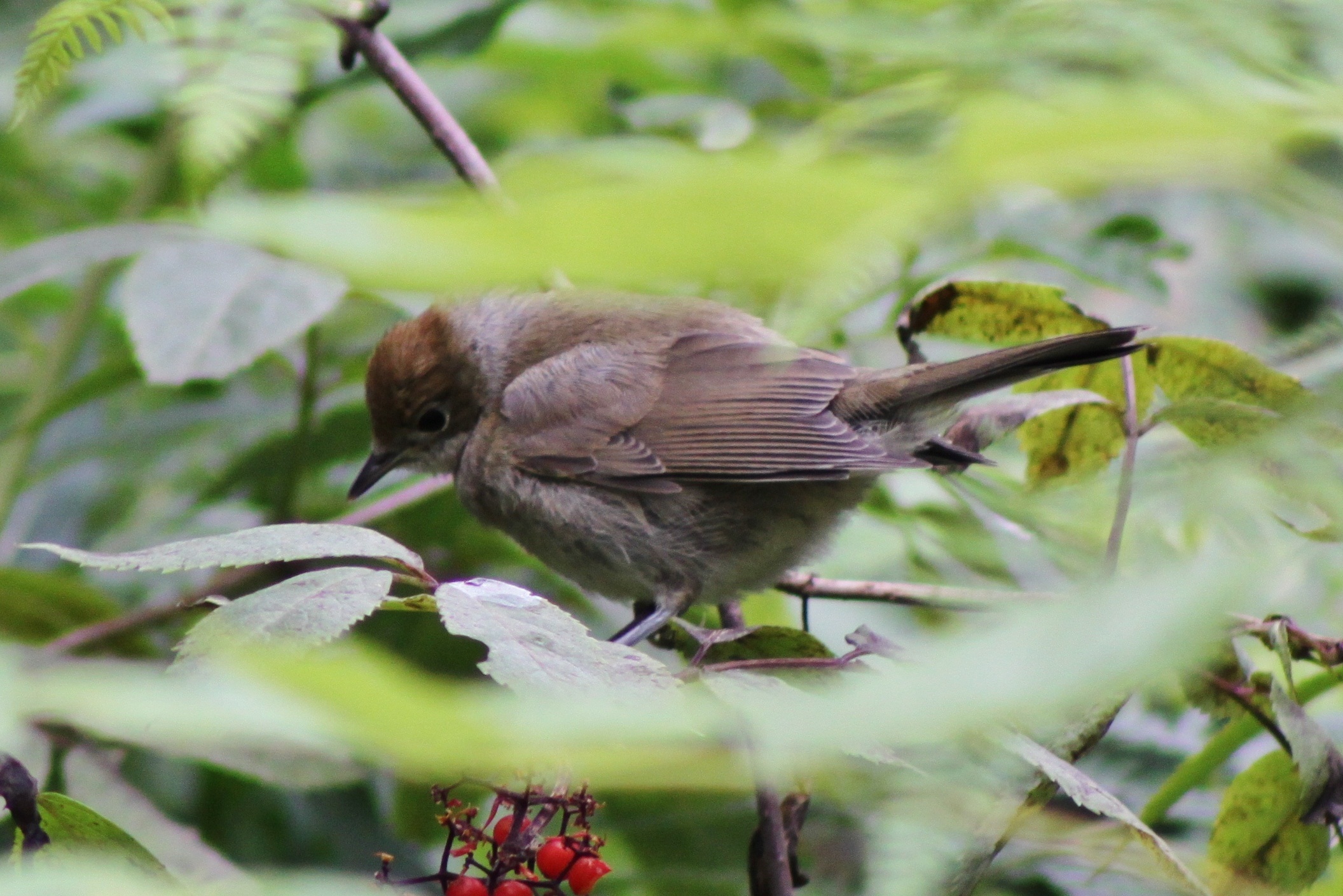 Zwartkop (vrouwtje)  tussen het groen