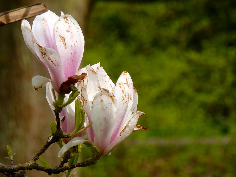 weer magnolia