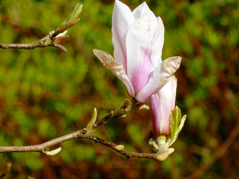 magnoliaknoppen