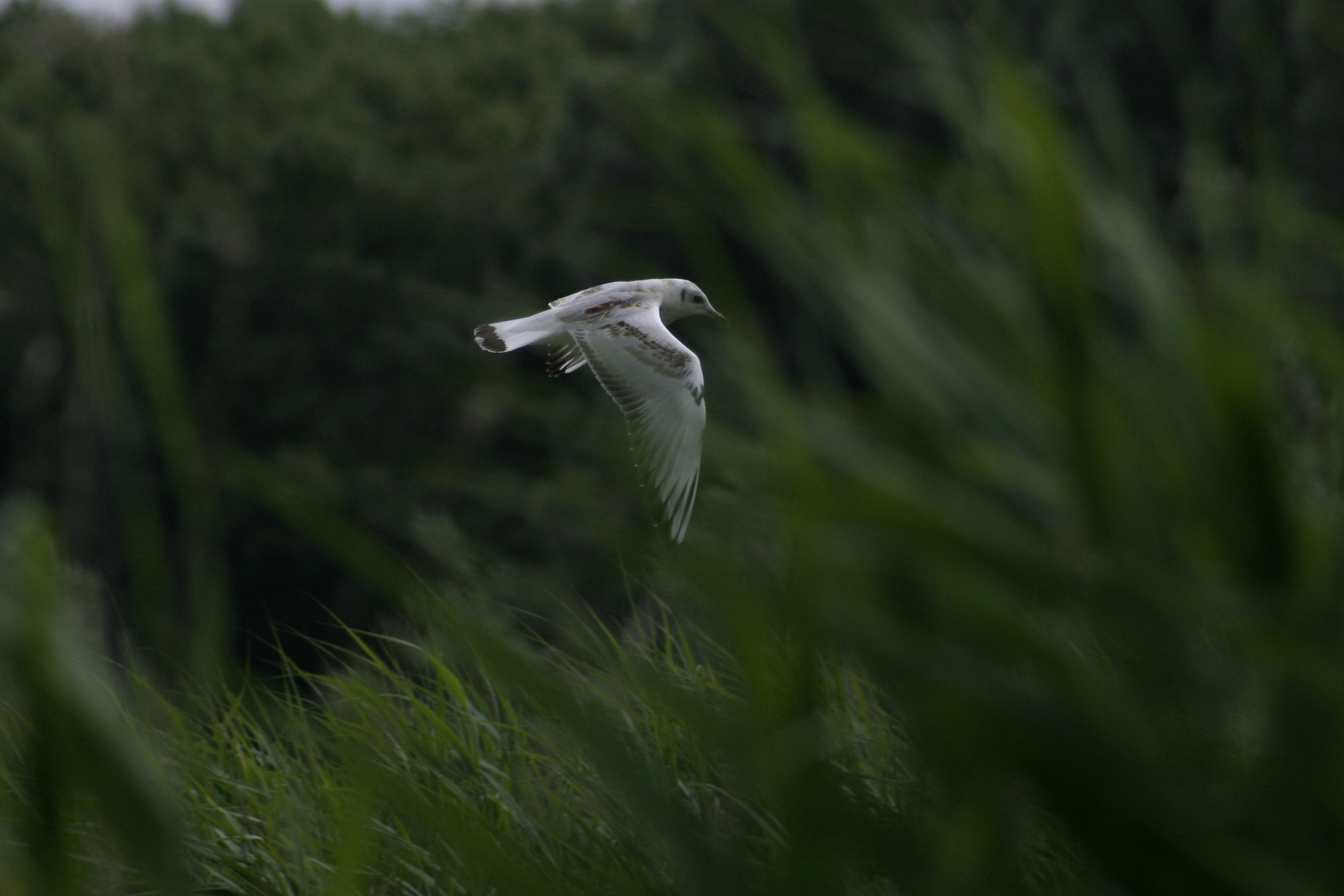 plaatje uit Zoutkamp