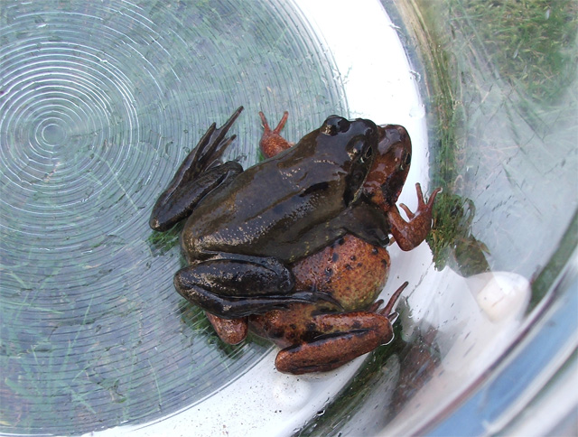 Parende kikkers 26 maart