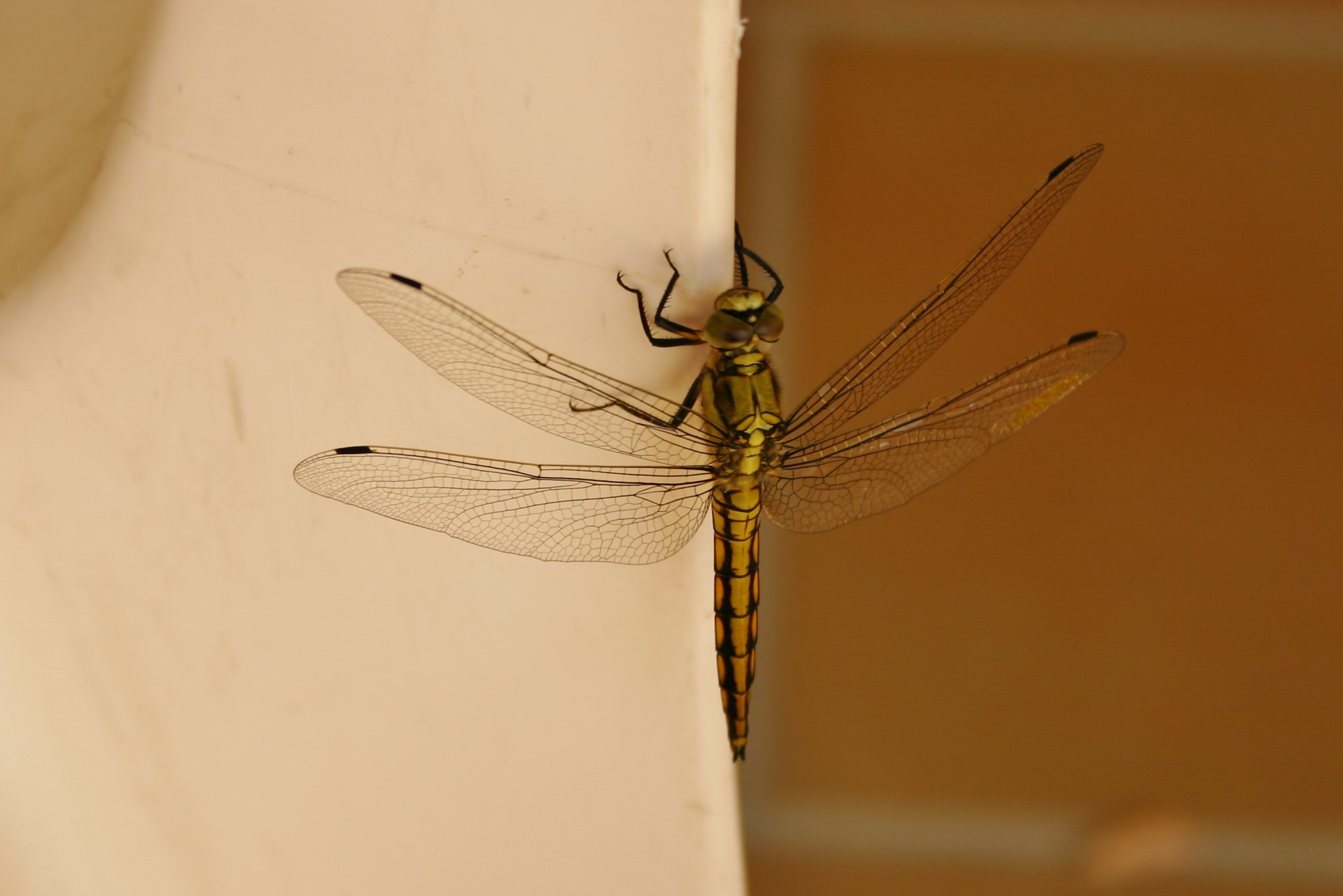 Op de rand van een vakantiestoel