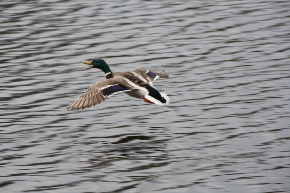 Duck on the run