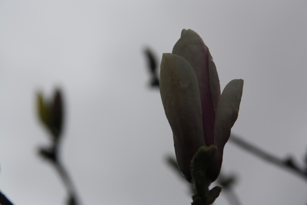 Magnolia in knop