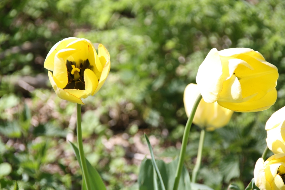gele tulpen