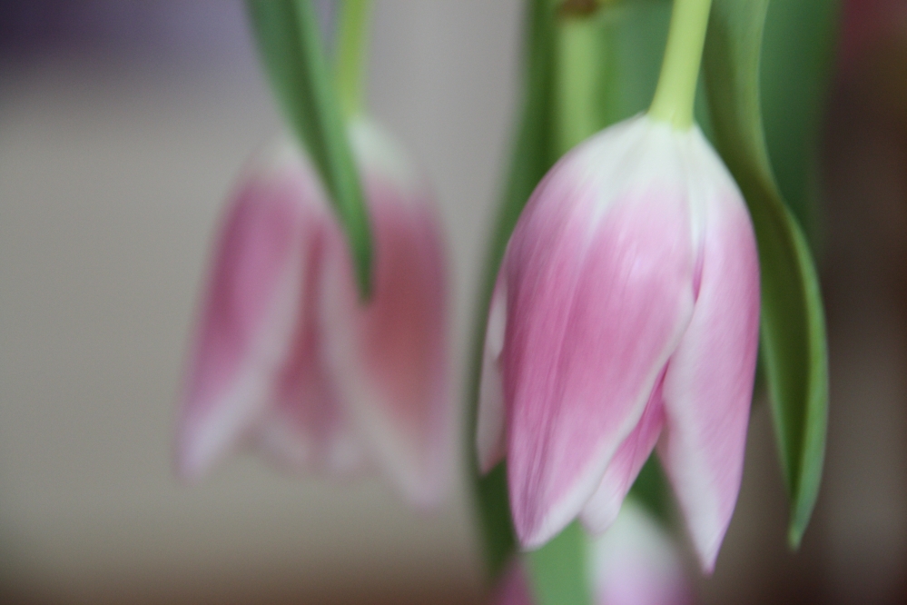 Dwarse tulpen