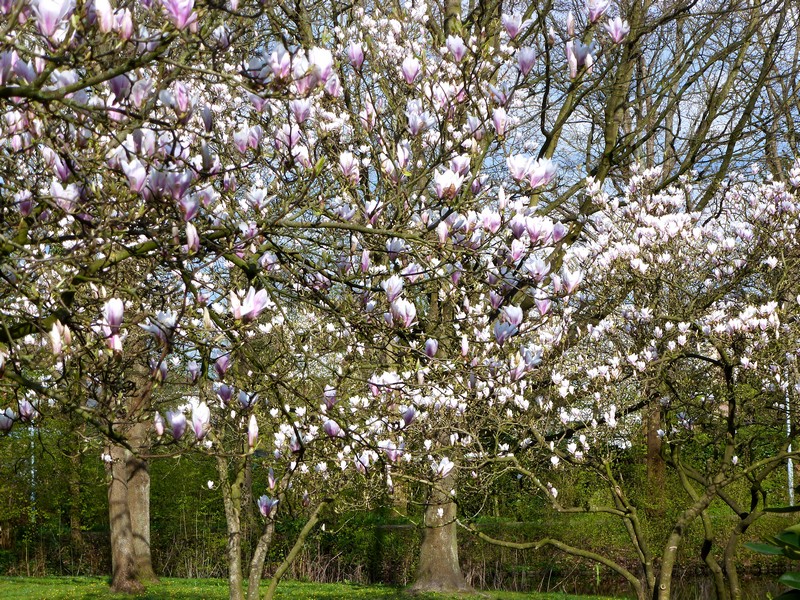 Magnolia's in volle glorie