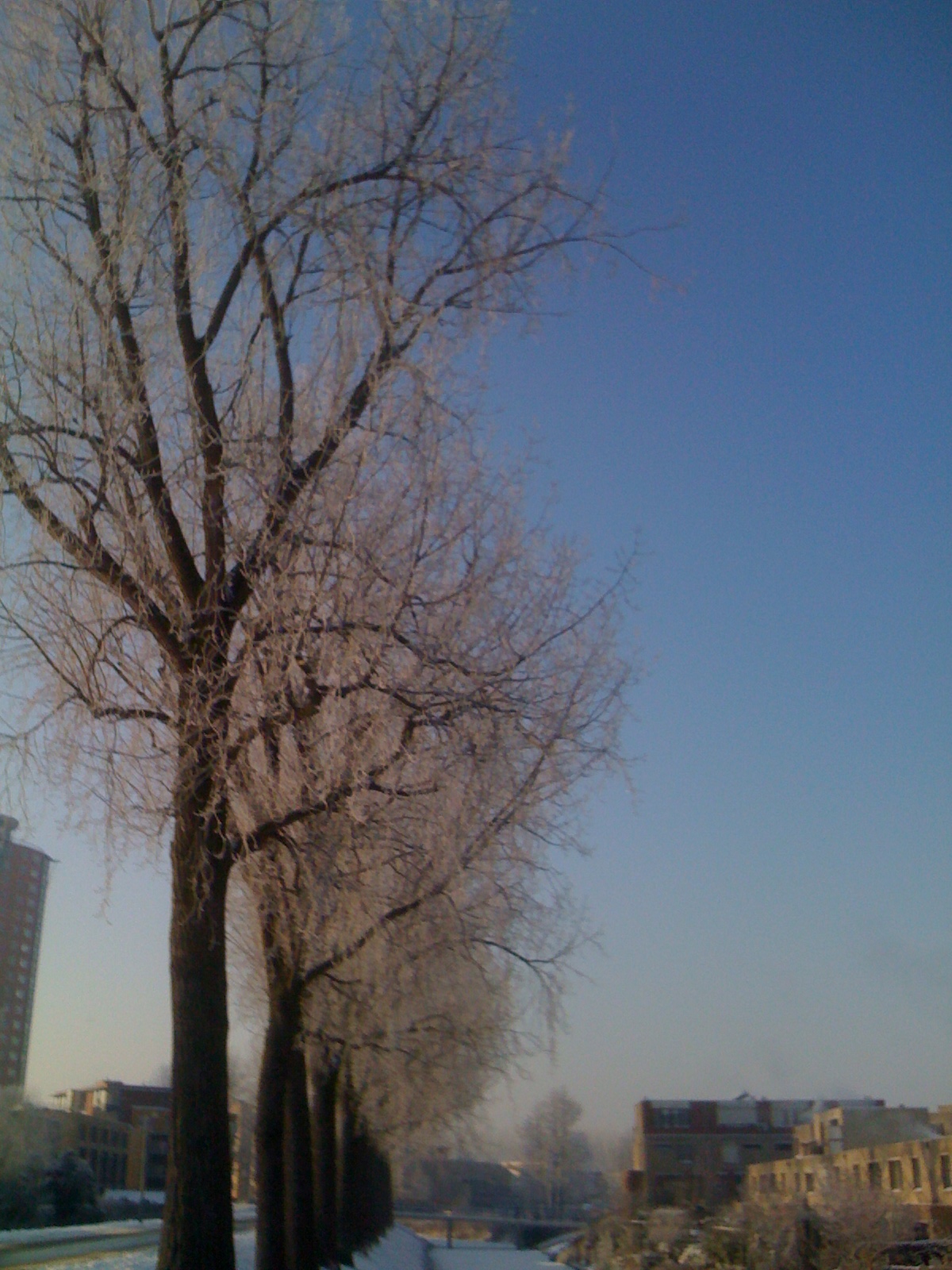bomenrij in wintertooi