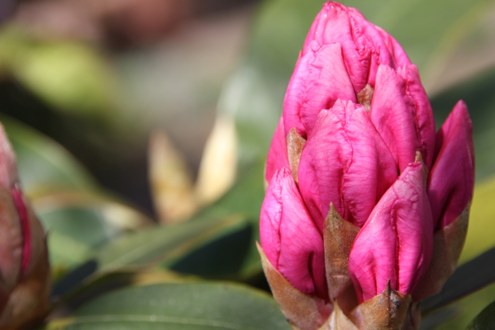 Rododendron in knop